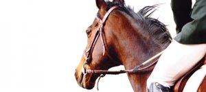 Equestrian Sports Massage